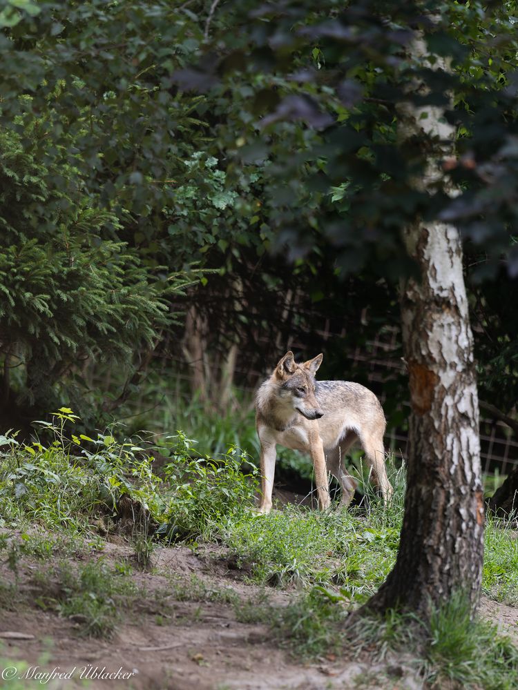 Tierpark Buchenberg ...