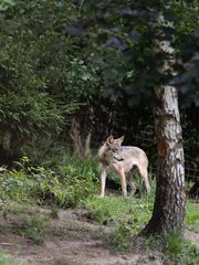 Tierpark Buchenberg ...