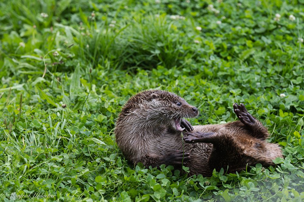 Tierpark Buchenberg ...