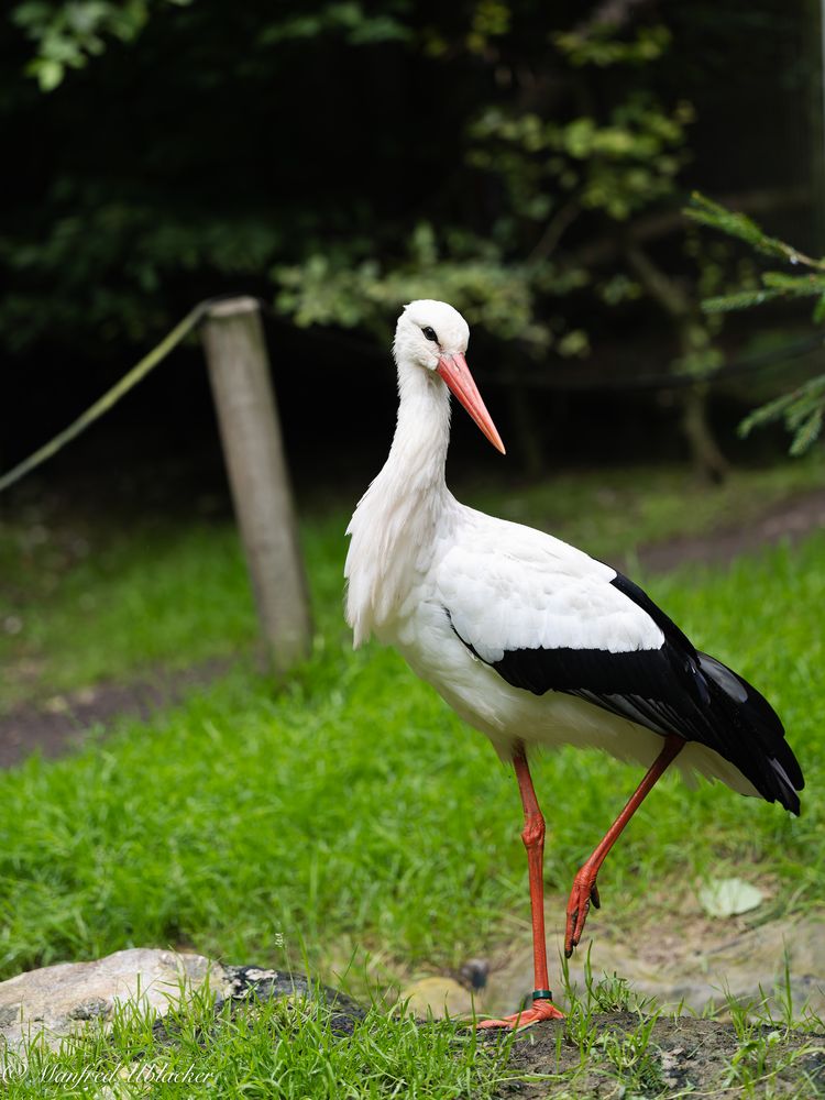 Tierpark Buchenberg ...