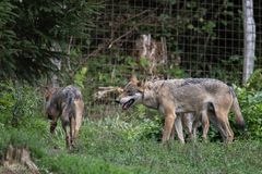 Tierpark Buchenberg ...