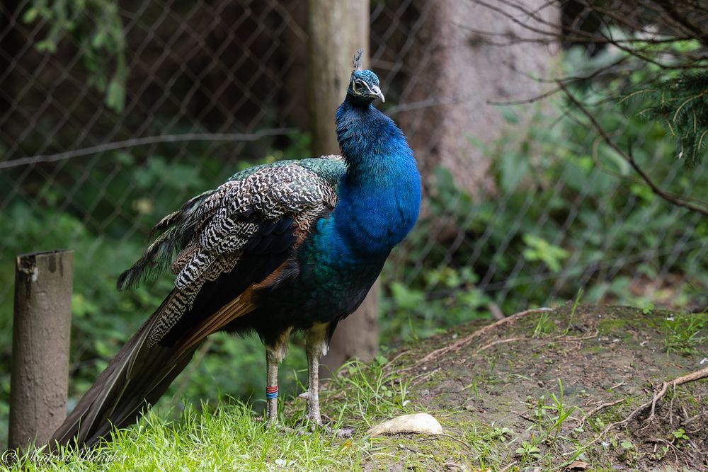 Tierpark Buchenberg ...