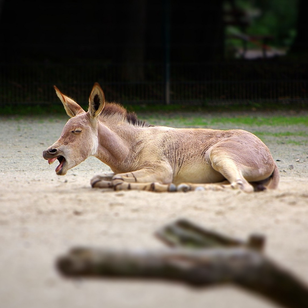 Tierpark Chemnitz