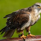 Tierpark Cleebronn Greifvogelschau