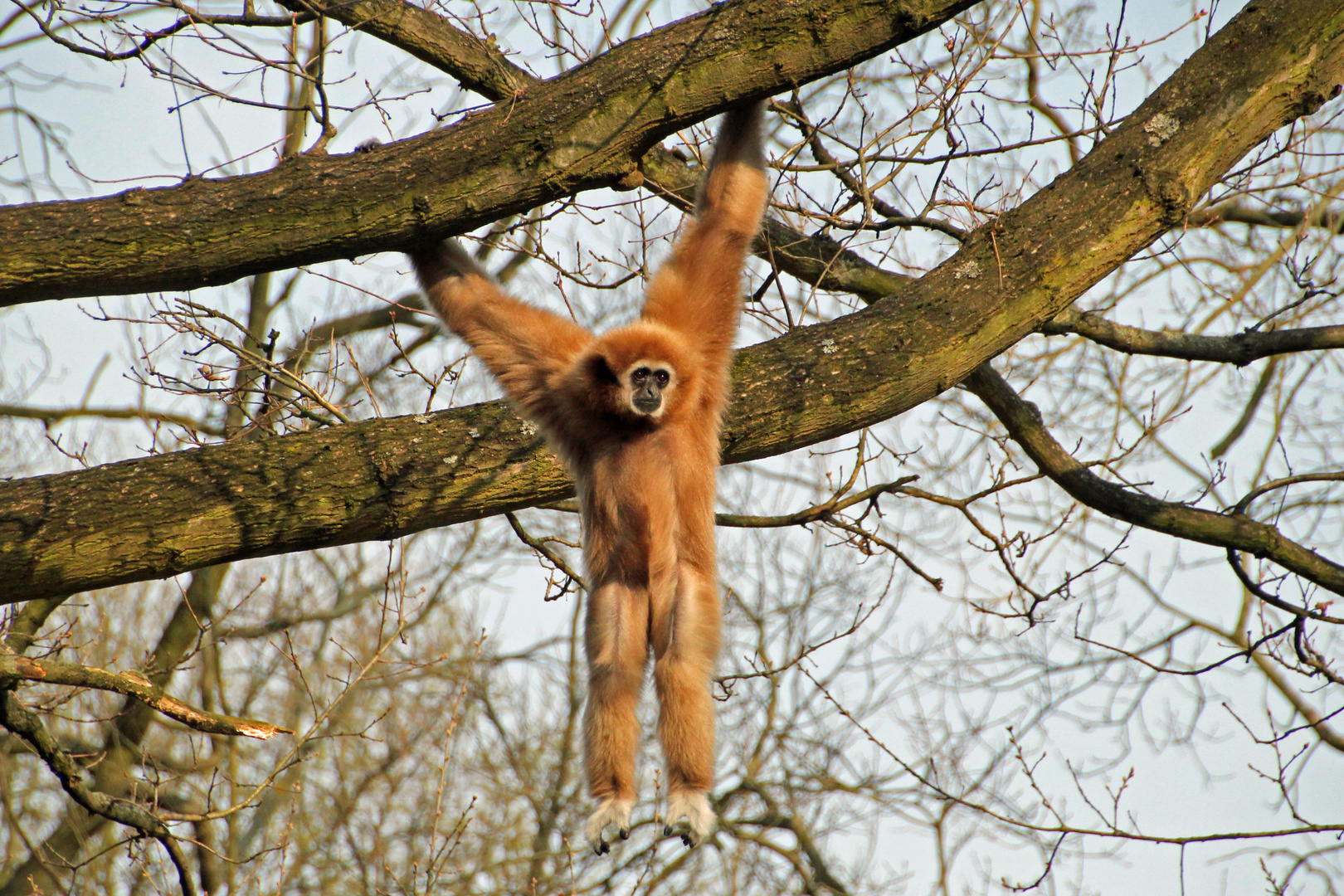 Tierpark Cottbus: Ab und an sollte man mal abhängen