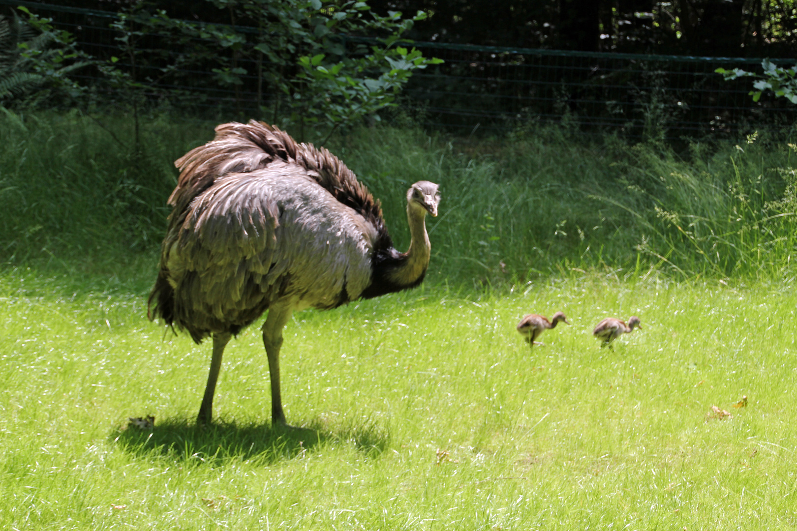 Tierpark Cottbus: Alleinerziehender Nanduhahn