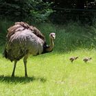 Tierpark Cottbus: Alleinerziehender Nanduhahn