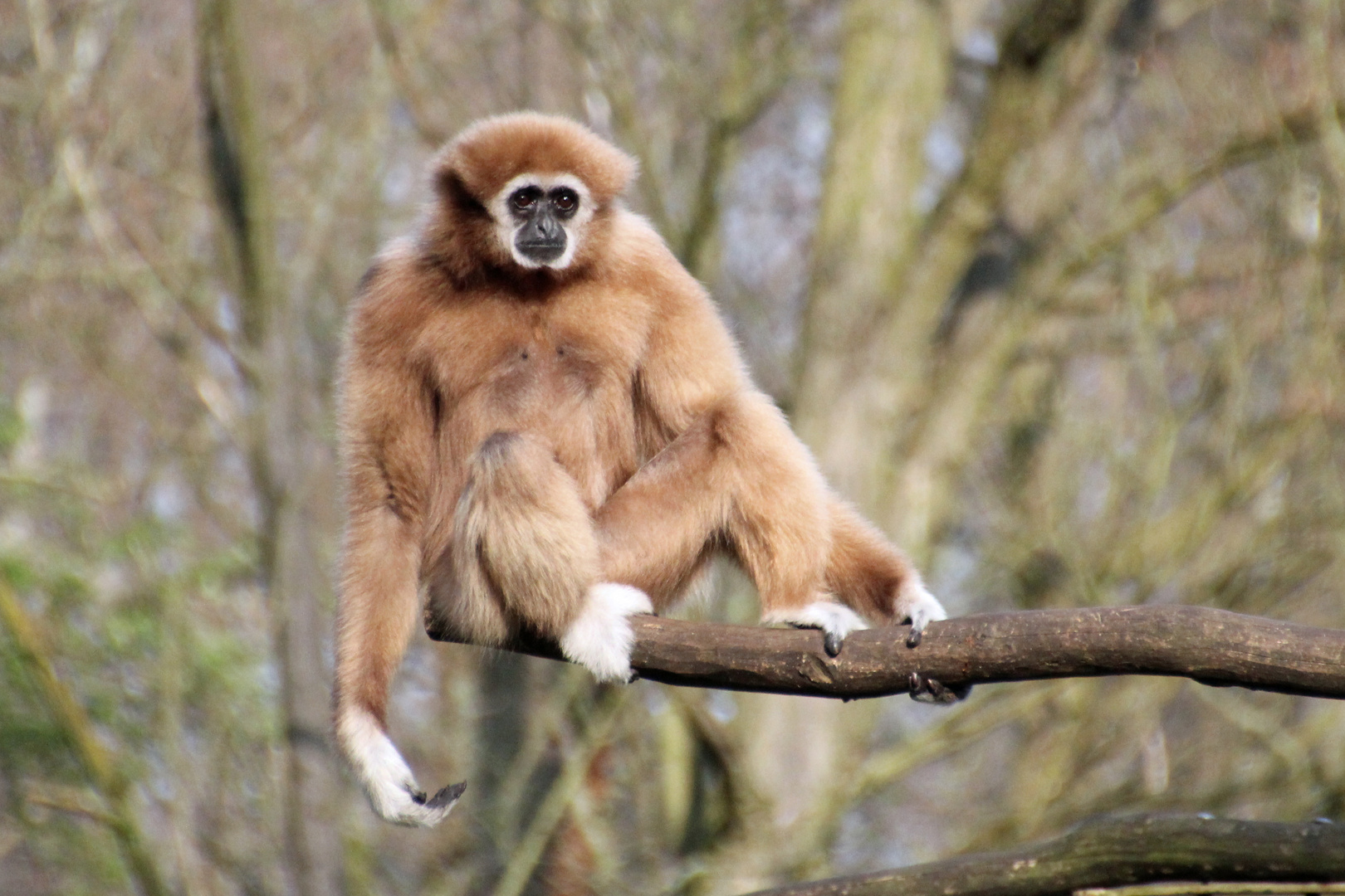 Tierpark Cottbus: Auch Hyperaktive brauchen einmal eine Pause