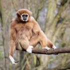 Tierpark Cottbus: Auch Hyperaktive brauchen einmal eine Pause