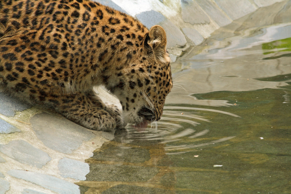 Tierpark Cottbus