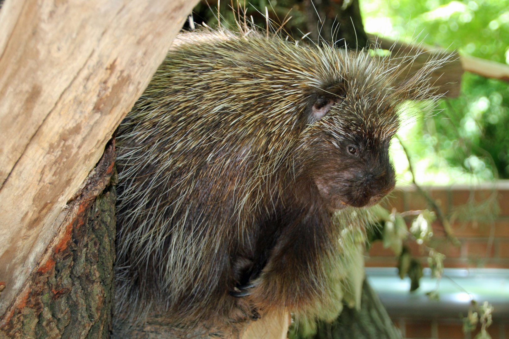 Tierpark Cottbus: Baumstachler