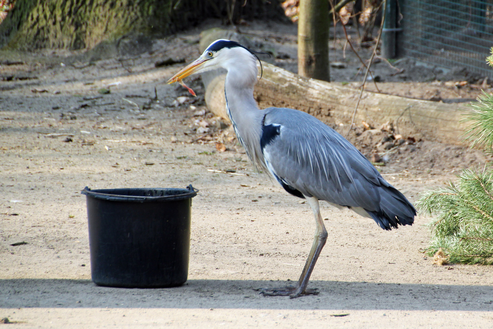 Tierpark Cottbus: Beim Diebstahl  erwischt!