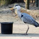 Tierpark Cottbus: Beim Diebstahl  erwischt!