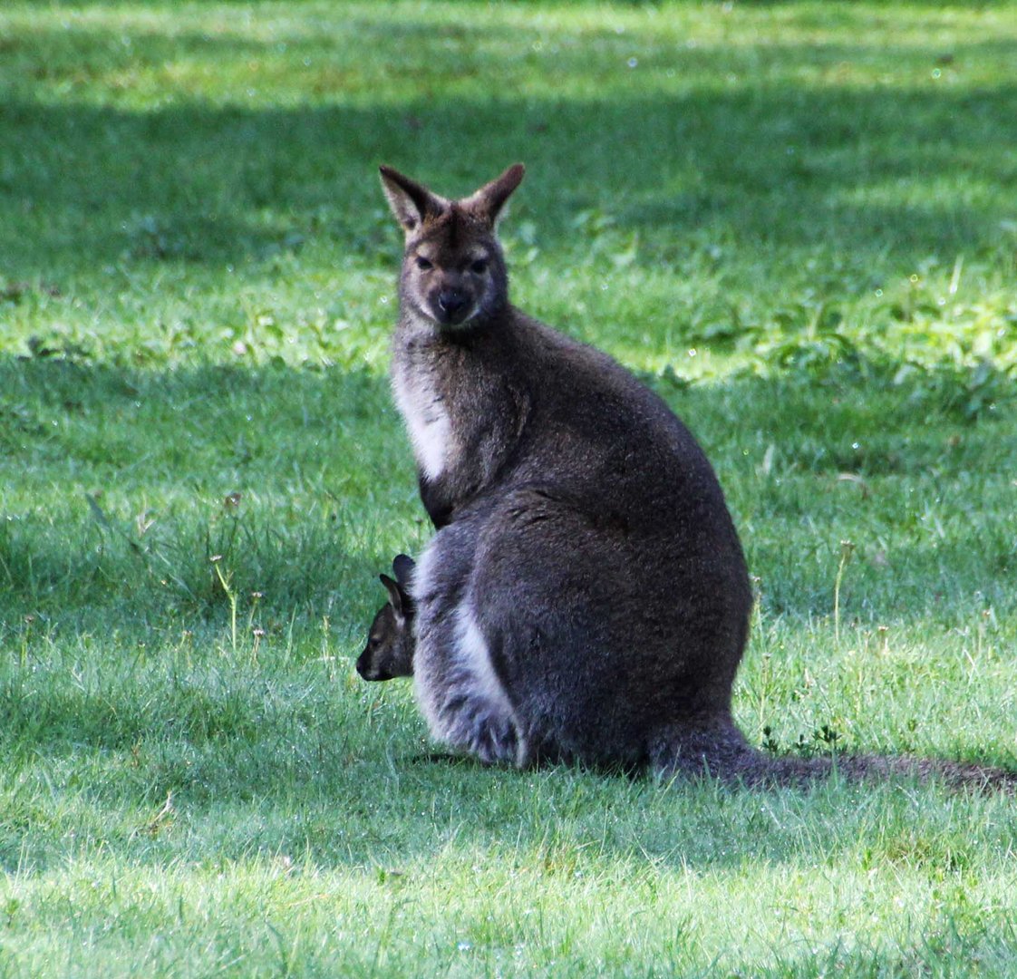 Tierpark Cottbus: Beuteltier