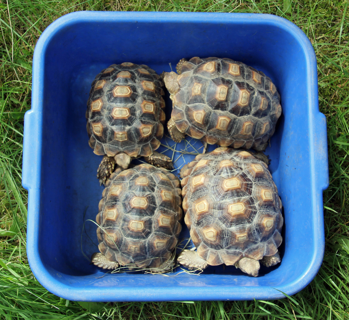 Tierpark Cottbus: Der Nachwuchs der Spornschildkröten (2 Jahre alt)