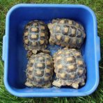 Tierpark Cottbus: Der Nachwuchs der Spornschildkröten (2 Jahre alt)
