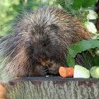 Tierpark Cottbus: Der Tisch ist reichlich gedeckt