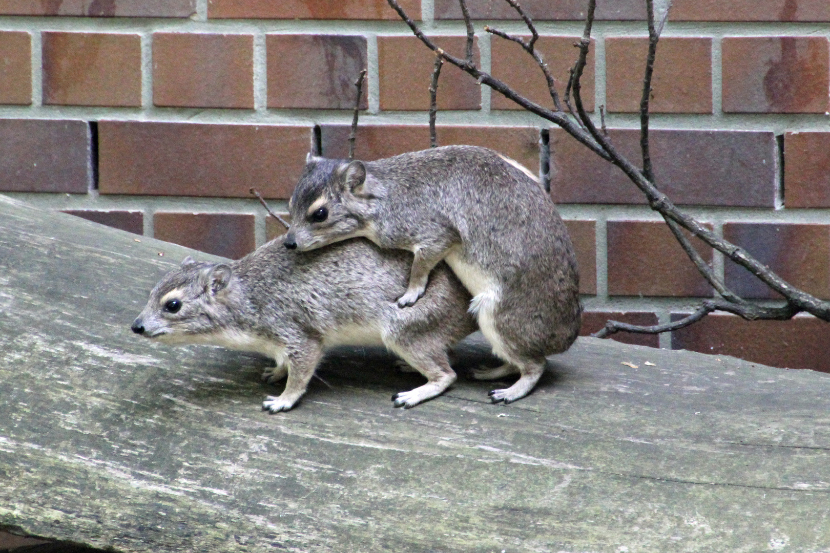 Tierpark Cottbus: Die Buschschliefer sorgen für Nachwuchs