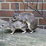 Tierpark Cottbus: Die Buschschliefer sorgen für Nachwuchs