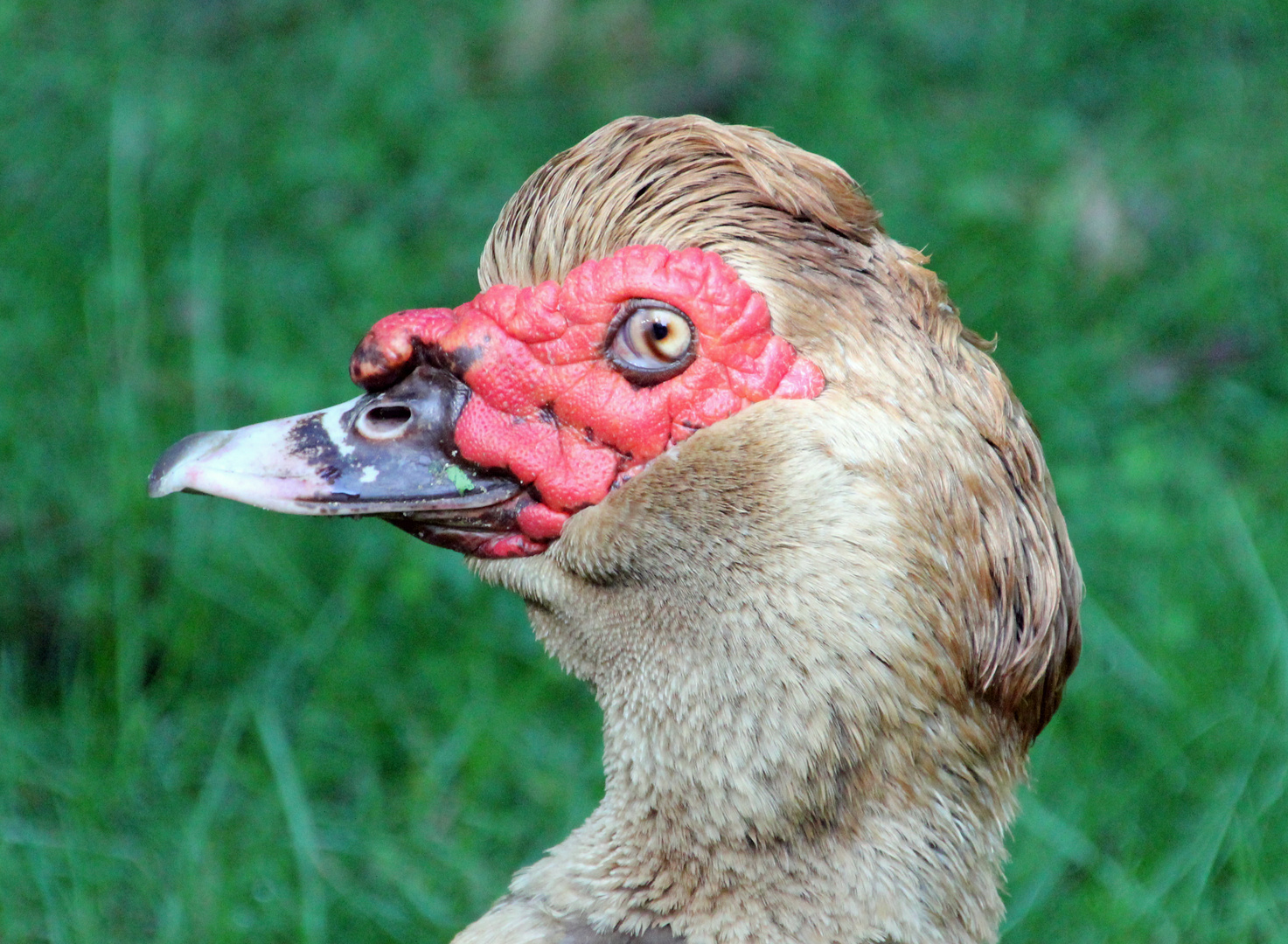 Tierpark Cottbus: Entenschönheit