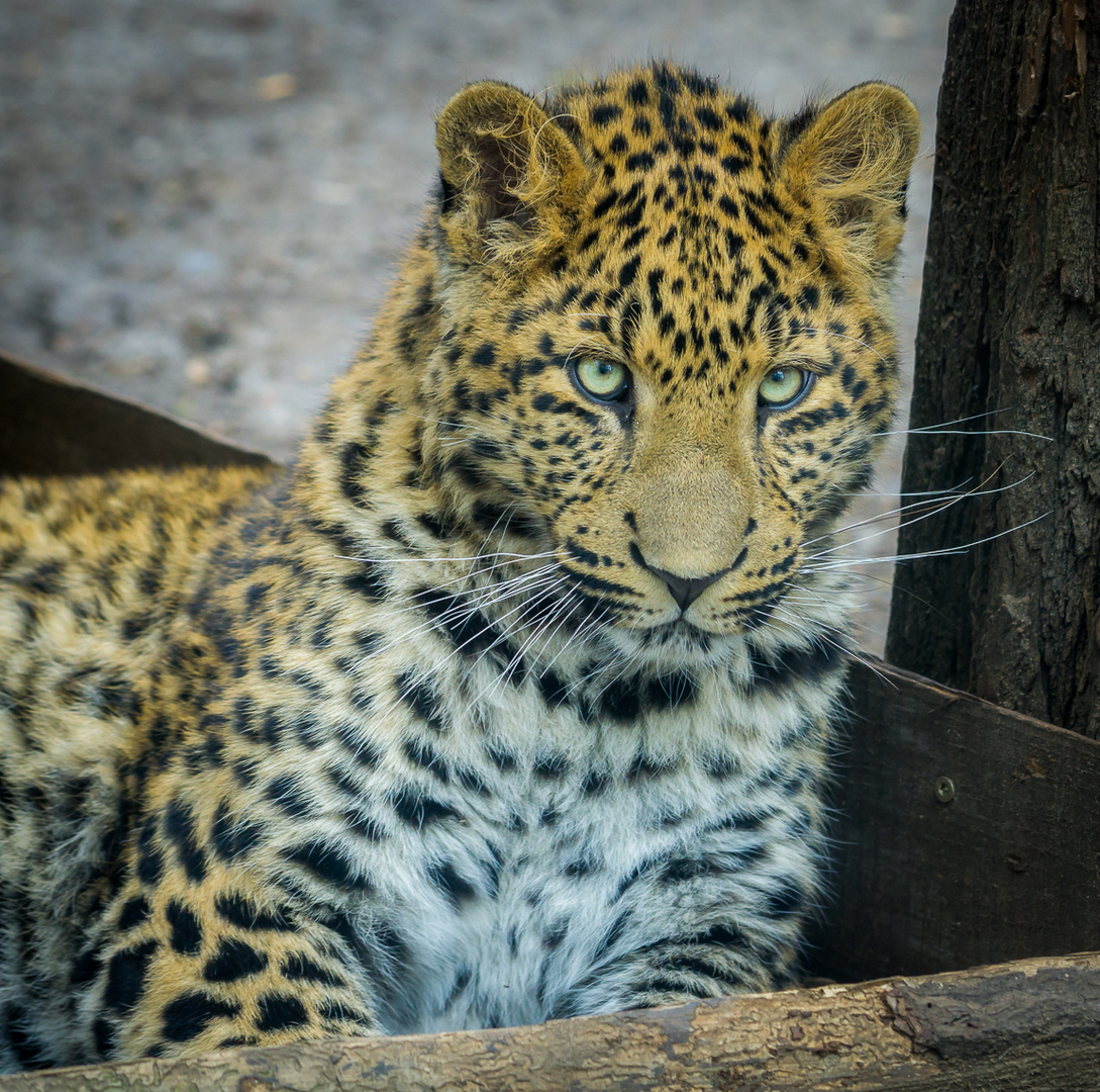 Tierpark Cottbus