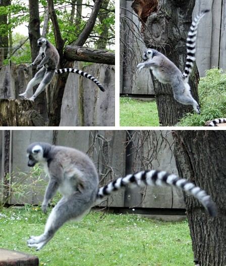 Tierpark Cottbus: Fliegende Kattas