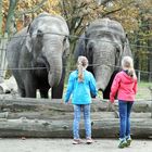 Tierpark Cottbus: Fütterung der Elefanten