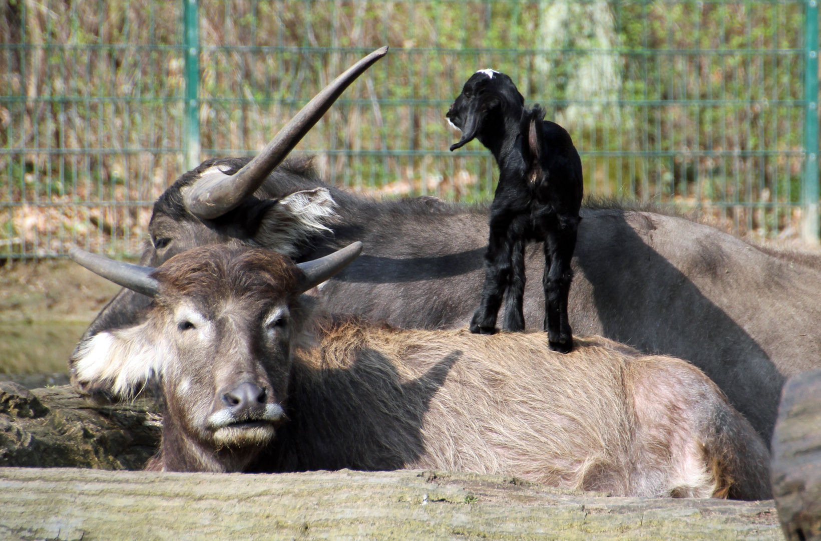 Tierpark Cottbus: Geduldige Wasserbüffel