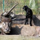 Tierpark Cottbus: Geduldige Wasserbüffel