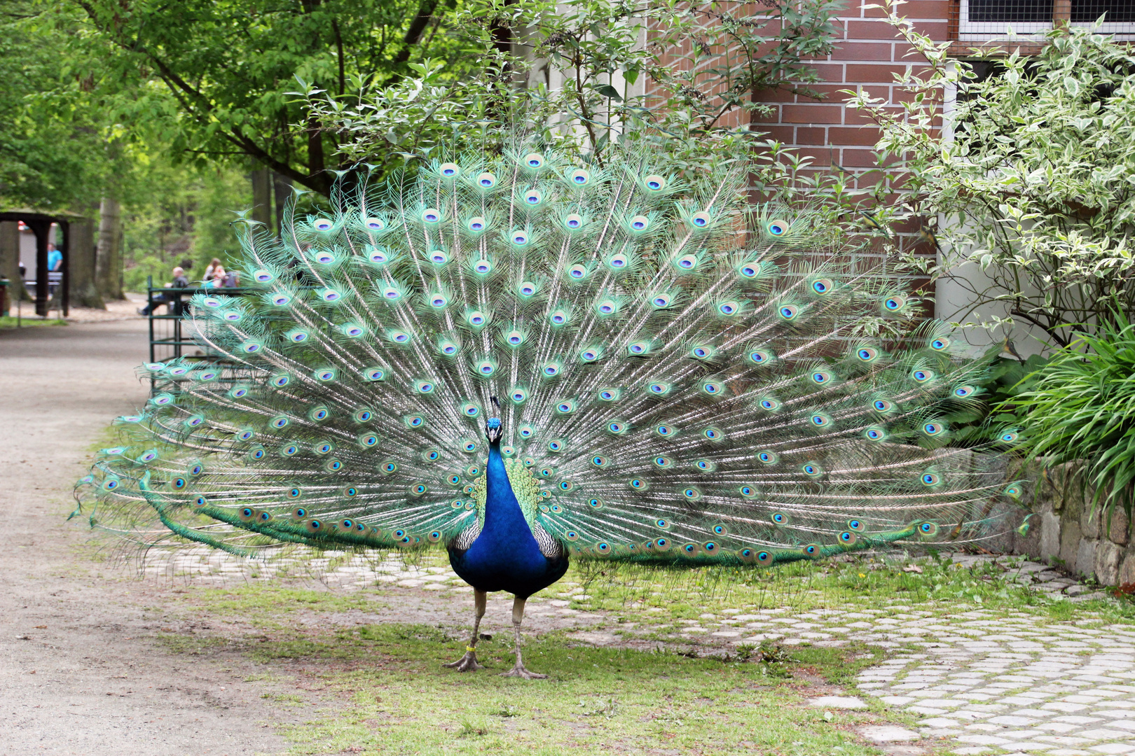 Tierpark Cottbus: Ich bin der Schönste!