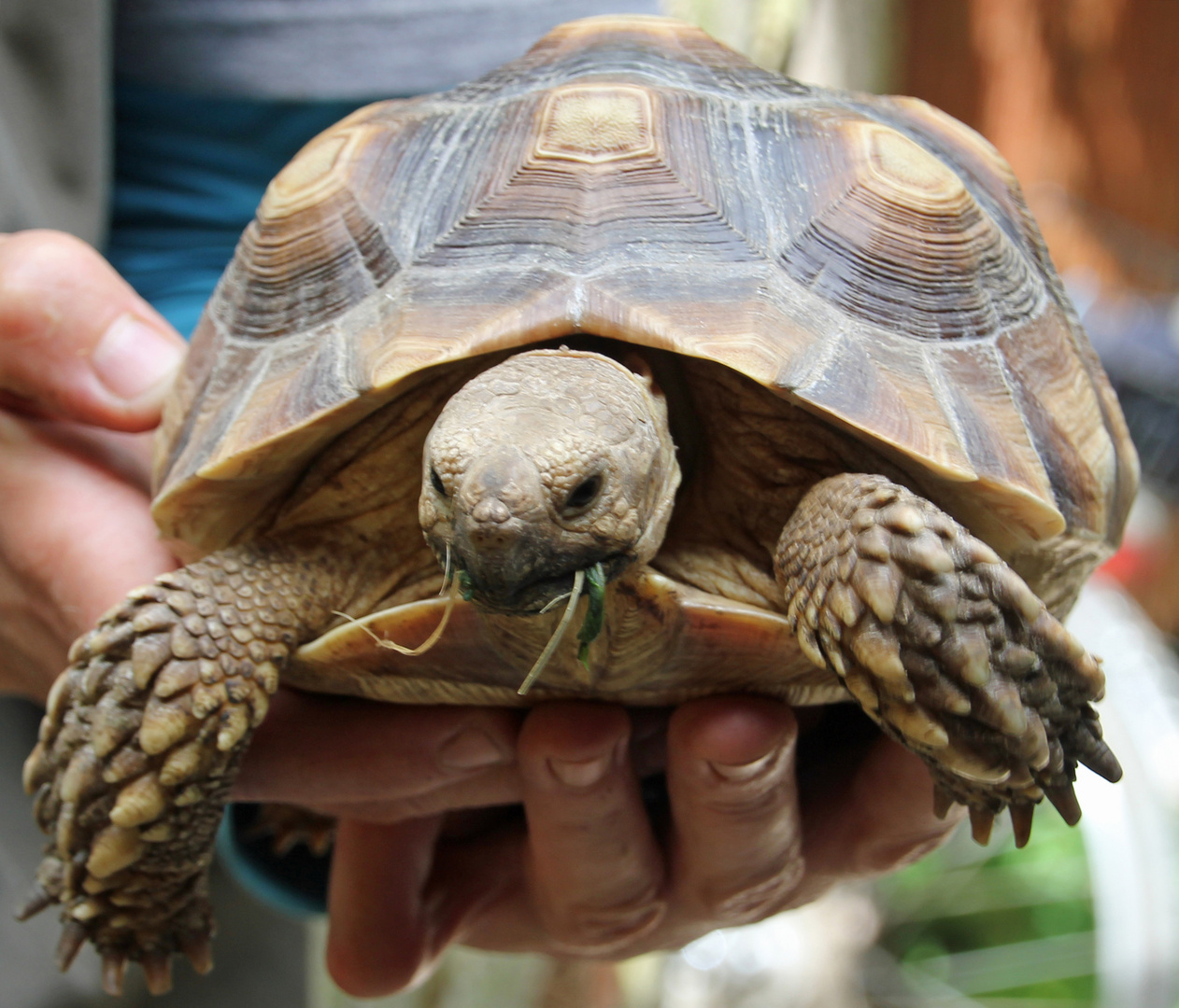 Tierpark Cottbus: Junge Spornschildkröte (2 Jahre alt)