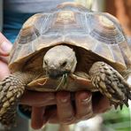 Tierpark Cottbus: Junge Spornschildkröte (2 Jahre alt)