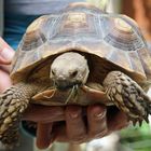 Tierpark Cottbus: Junge Spornschildkröte (2 Jahre alt)