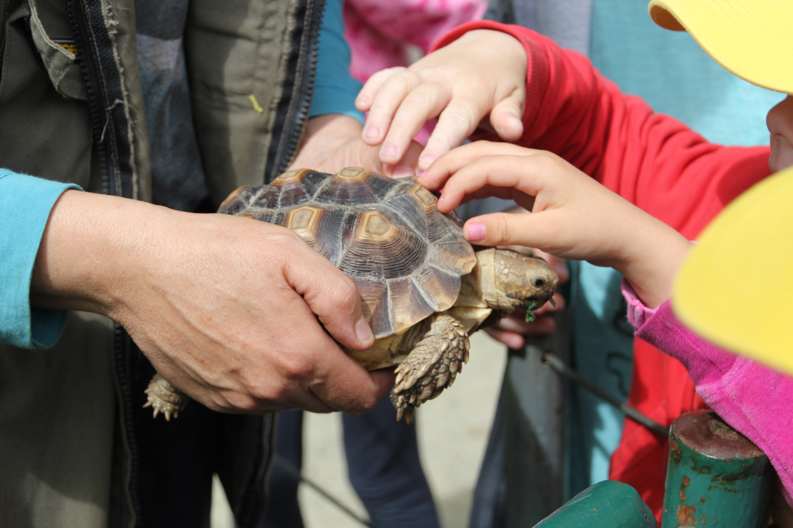 Tierpark Cottbus, Junge Spornschildkröte: Anfassen des Panzers erlaubt