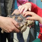 Tierpark Cottbus, Junge Spornschildkröte: Anfassen des Panzers erlaubt