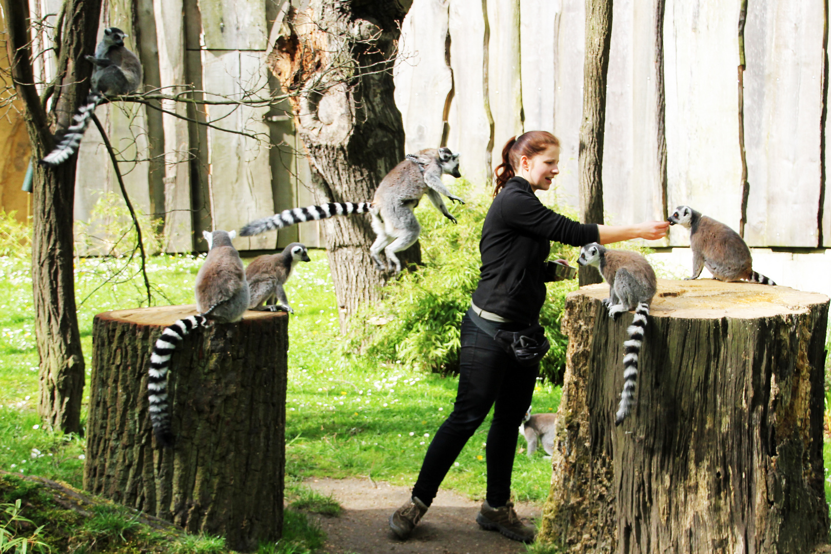 Tierpark Cottbus: Kattasprung