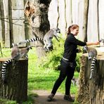 Tierpark Cottbus: Kattasprung