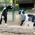 Tierpark Cottbus: Kräftemessen