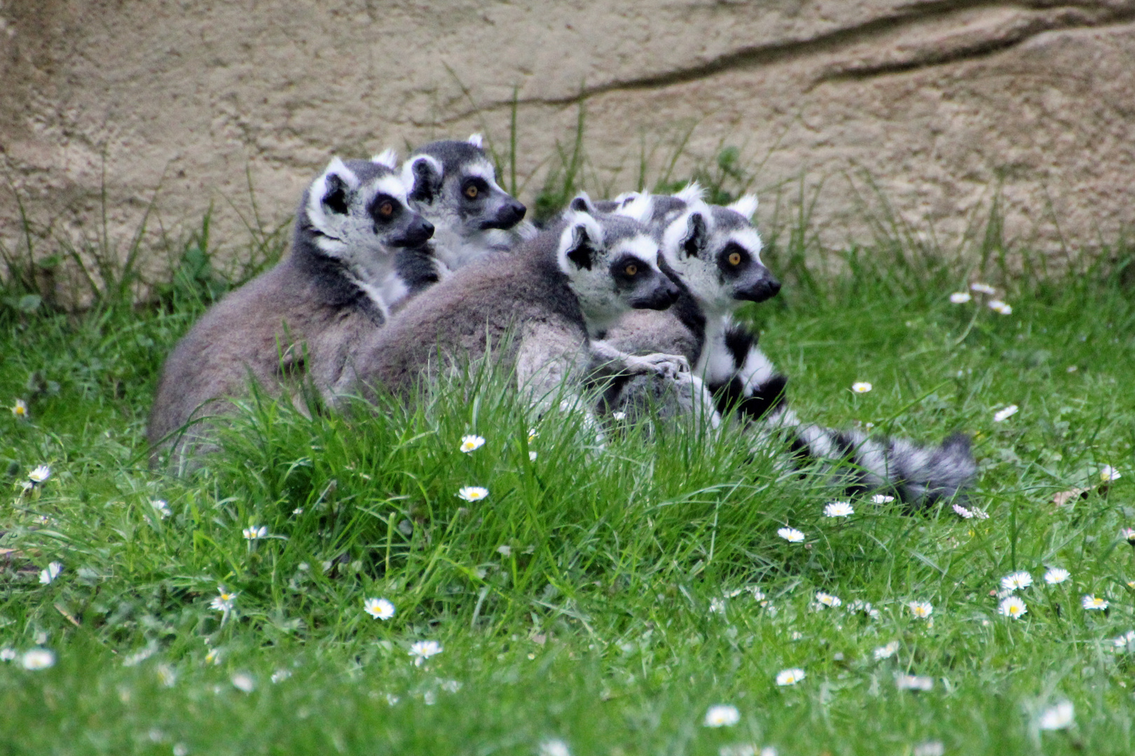 Tierpark Cottbus: Kuscheltiere