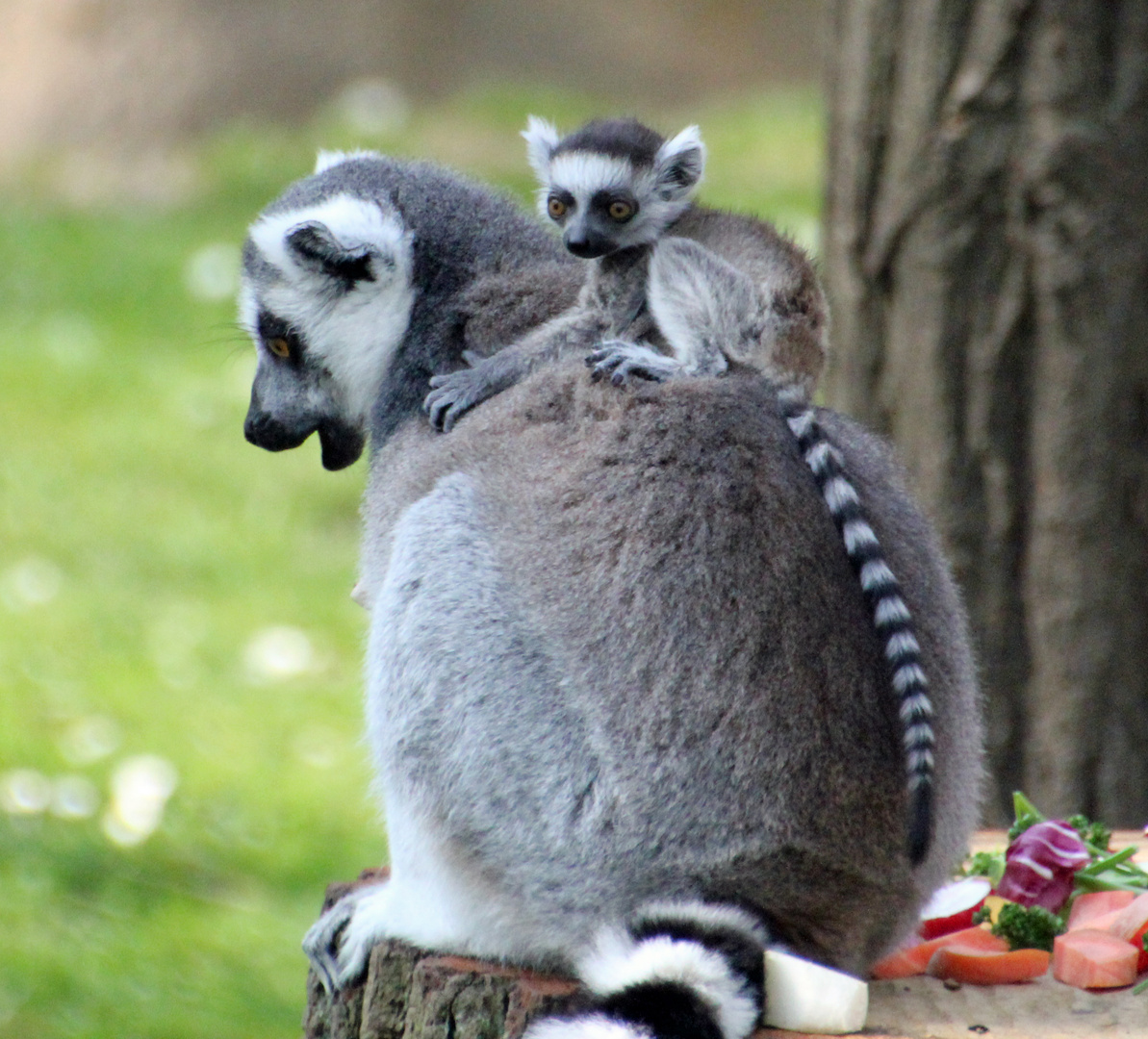 Tierpark Cottbus: Nachwuchs bei den Kattas