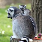 Tierpark Cottbus: Nachwuchs bei den Kattas