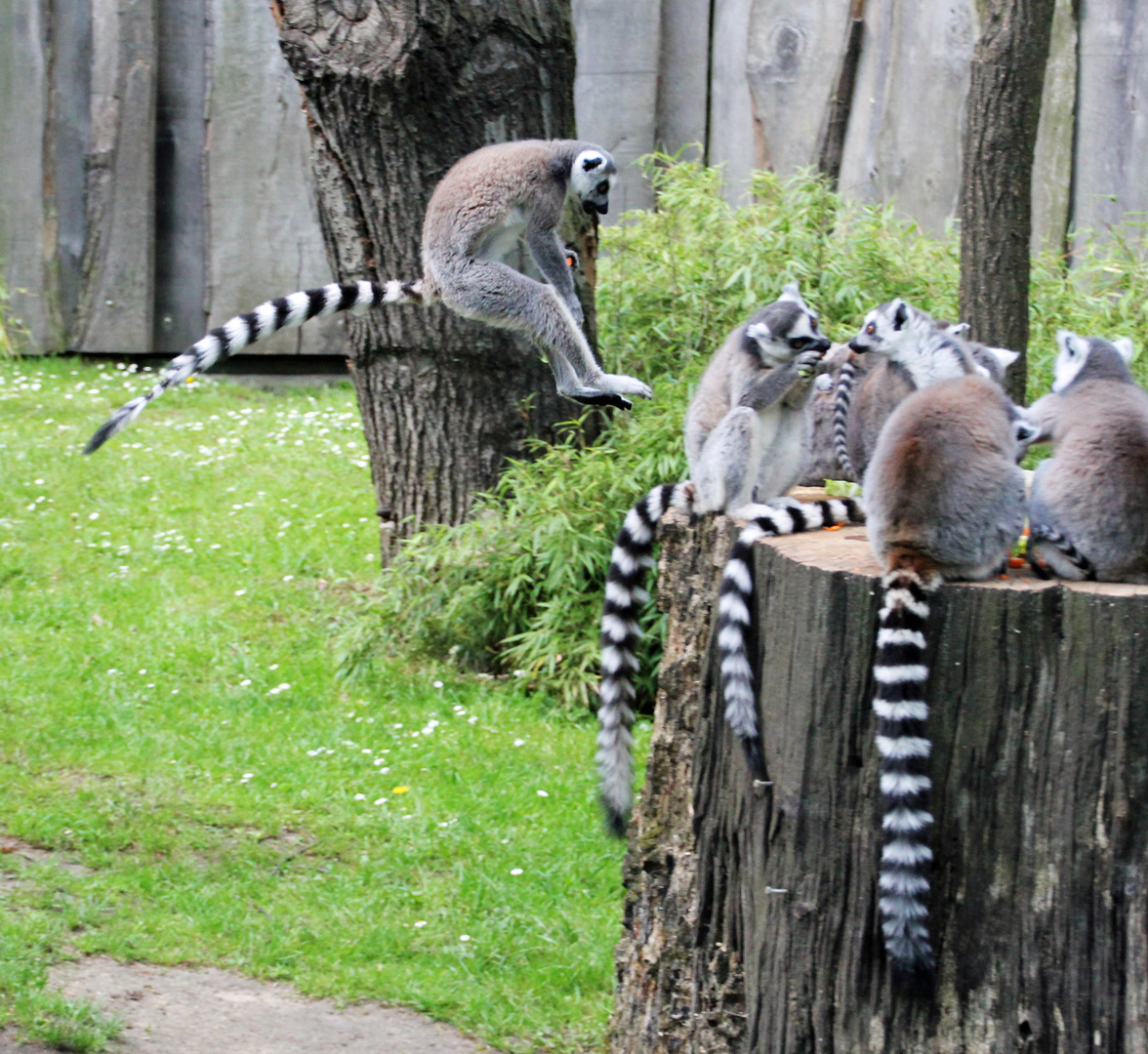 Tierpark Cottbus: Platz da, ich komme!