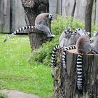 Tierpark Cottbus: Platz da, ich komme!