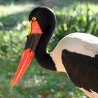 Tierpark Cottbus: Sattelstorch