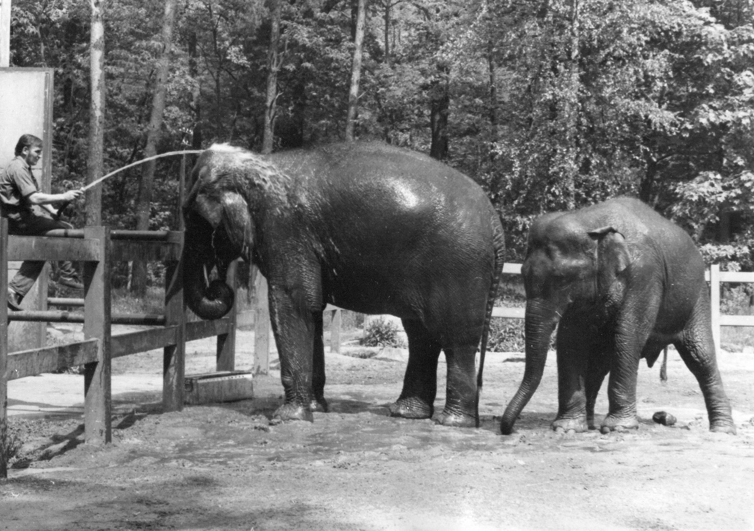 Tierpark Cottbus um 1980: Eine willkommene Erfrischung