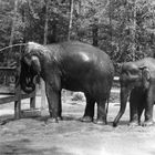 Tierpark Cottbus um 1980: Eine willkommene Erfrischung