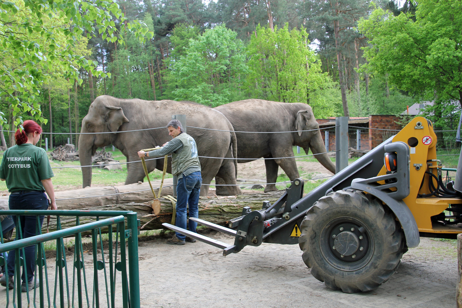 Tierpark Cottbus: Wer ist der Stärkere?