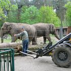 Tierpark Cottbus: Wer ist der Stärkere?