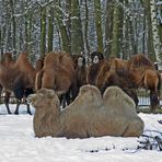 Tierpark Cottbus: Wir haben ein dickes Fell, uns macht die Kälte nichts aus