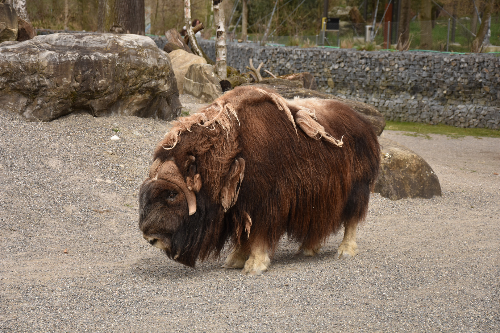 Tierpark Dählhölzli Bern